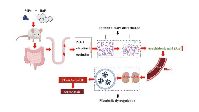 Activation-of-gut-metabolite-ACSL4_LPCAT3-by-microplastics-in-drinking-water-mediates-ferroptosis-vi.jpeg
