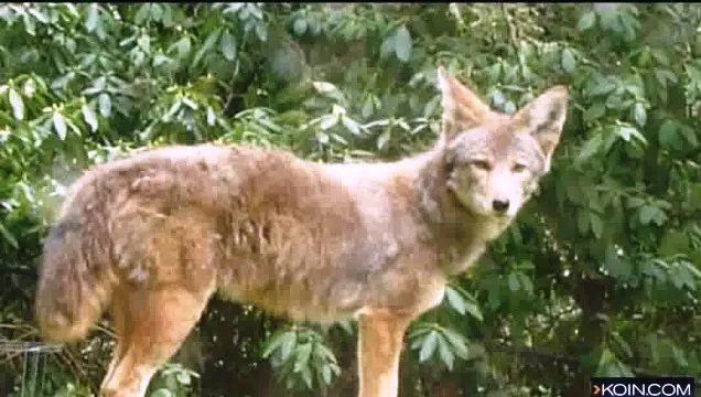 generic-coyote-a-01222015_33399383_ver1.0.jpg