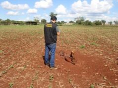 蓬塔波拉的殘酷犯罪