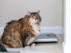 Ozempic for CatS:很快就會為肥胖的貓提供減肥注射,使它們能夠“活得更長、更健康”