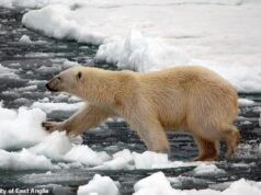 北極熊正在發生變異以適應氣候變化:科學家發現北極熊的 DNA 會因氣溫升高而發生變化