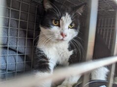 一位新朋友發現失踪的“Coors Field Cat”襪子