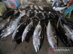 漁業 PNBP 旨在實現印度尼西亞漁民福利均等