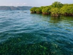 KKP 加強藍碳標準,但支持國家氣候行動