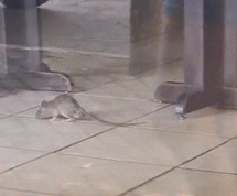 中心牛排館裡的老鼠:視頻顯示囓齒動物到處亂跑