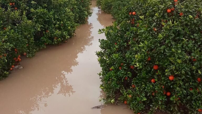 瓦倫蒂尼亞農民估計最近的降雨造成的損失為 3100 萬現金