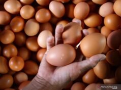 Bapanas:聖誕節和新年前有皮蛋供應