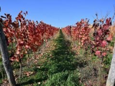 匈牙利釀酒師擔心這種疾病會摧毀他們的行業