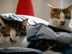 像 Ozempic 這樣的藥物可以幫助超重的貓嗎?獸醫如何評價新的減肥選擇