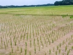 Lebak攝政政府要求房地產業者不要使用LP2B