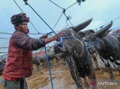 看看北托拉雅的水牛市場的活動