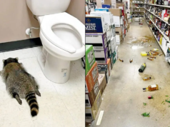 摧毀弗吉尼亞一家酒品商店的浣熊此前曾兩次破壞過它。