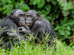雄性倭黑猩猩利用隱藏的線索來提高交配成功率