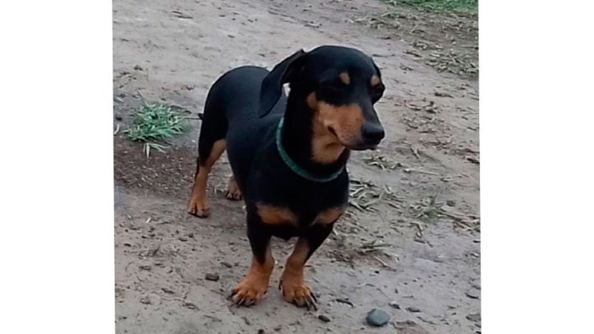 他們正在拼命尋找在福里斯失踪的臘腸犬“弗洛”