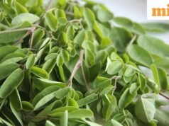 早上喝辣木水會降低血糖和膽固醇嗎?研究表明: