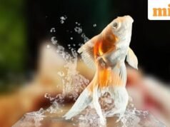 彗星、扇尾魚等:每個水族館愛好者都應該知道的 5 種常見金魚