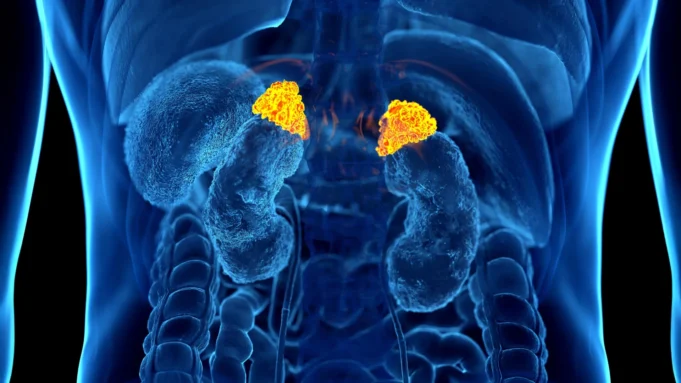 human-adrenal-glands-scan.webp.webp