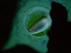 FishingBooker 稱格蘭比湖是美國最佳冰釣目的地之一