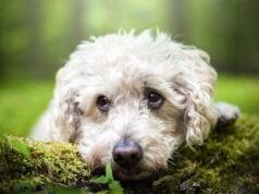 他在一次搶劫中威脅要掐死一隻貴賓犬,最終被捕