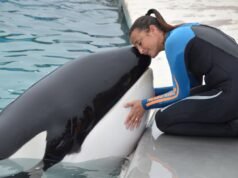 Kshamenk,生活在海洋世界的逆戟鯨,1992 年擱淺後獲救後死亡