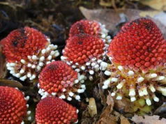 研究人員發現植物如何在沒有陽光或性交的情況下生存