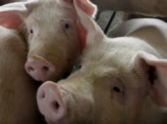 中國宣布五年內對歐洲豬肉最終徵收高達19.8%的關稅