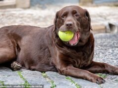 你的寵物的名字有多受歡迎?使用我們的工具來找出答案 – 信息圖表揭示了英國最受歡迎(和最不受歡迎!)的狗和貓的名字