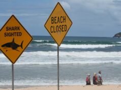 澳大利亞12歲男孩遭鯊魚襲擊身亡