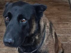 “一場痛苦的考驗”:警方哀悼警犬迪諾在球迷之間的衝突中死亡