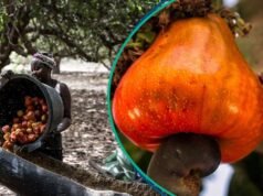 尼日利亞腰果產業收入超過 4 億美元,但利益相關者稱其表現不佳
