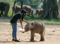 Channel 4 和 CBC 製作劇集《小象學校》