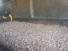 災難過後,Palembayan Agam 的檳榔種植者開始覺醒