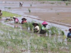 毀滅性洪水過後,北亞齊省的農民已恢復水稻種植