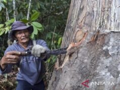 可持續協同戰略:可持續森林,快樂種植者