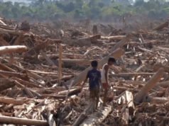 內政部長表示,從蘇門答臘洪水中打撈出來的木材具有經濟潛力