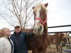 朗蒙特地區男子幫助恢復全國西部馬展上的選馬錶演