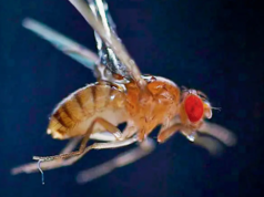 小昆蟲利用靜電來感染跳躍和飛行的昆蟲