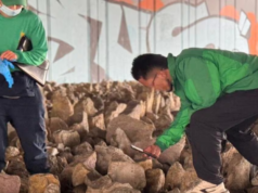 三十橋上的動物頭骨背後隱藏著什麼? – 哥倫比亞公共地鐵