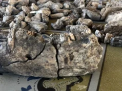 這塊 260 萬年前的頜骨改變了人類的故事