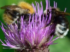 我們能否以蜜蜂作為外星智慧生命的模型來發展星際通訊?
