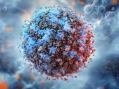 隨著年齡的增長,隱藏的免疫循環可能會導致嚴重的炎症