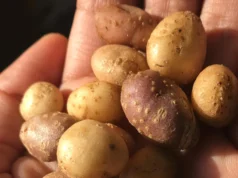 古代人們攜帶野土豆穿越美國西南部