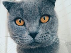 谷歌相冊添加了人工智能驅動的 Meme Maker 和“Me Meme”