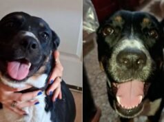 家人尋找保利,狗在森特納里歐社區因過失殺人罪被捕後無助