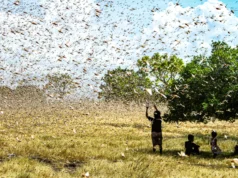 這種簡單的土壤改良減少了蝗蟲危害並使產量翻倍