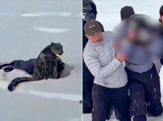 中國富蘊縣雪豹襲擊女滑雪者拍照