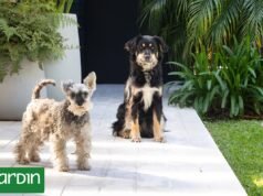 如何在不放棄設計的情況下設計一個適合寵物的花園