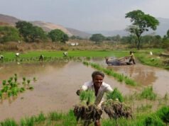 印美貿易協定:印度如何保護其農業、乳製品行業?