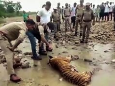 老虎在國會議員保護區被發現死亡,自1月1日起死亡人數上升至10人