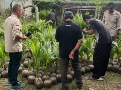 Banyumas計劃出口早熟椰子中的糖